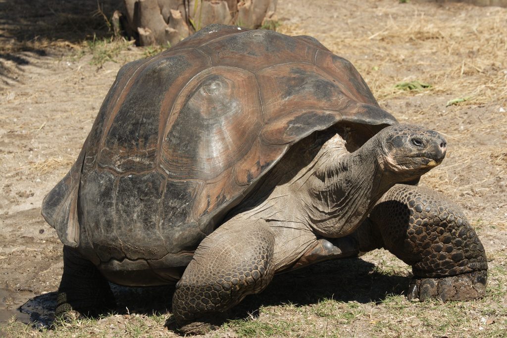 A giant tortoise standing on grassy ground